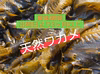 玄界灘産 塩蔵わかめ １5袋 海藻
