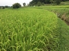 ◆農薬不使用棚田米◆天日干しだから生まれる深い旨さと甘味！ 農林22号