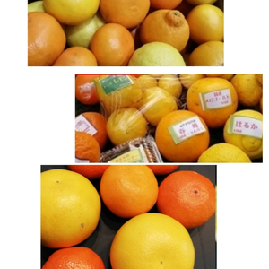 4月予約）特典付❢A ランク家庭用❣️❢春爛漫よくばりセット