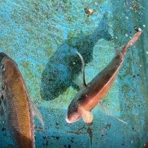 一本釣り天然真鯛