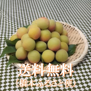 【事前予約】香りただよう樹守り熟し梅（南高・長束など）小（M～L)サイズ