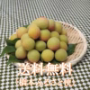 【事前予約】香りただよう樹守り熟し梅（南高・長束など）小（M～L)サイズ
