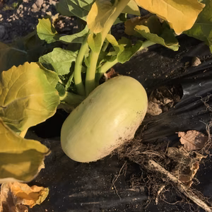 畑直送！おおきなかぶ 5kg 沢山使う方へ！