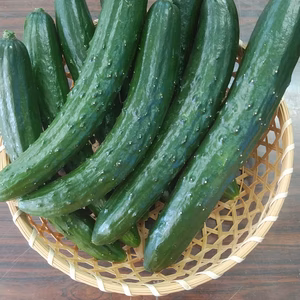 新鮮！！採れたてきゅうり1.8ｋｇ！！ちょっと訳アリ