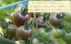 《農園からの直行便》カラフルミニトマト　3kg