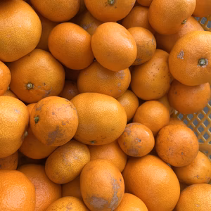 加工用　【訳あり 】三ヶ日 早生 みかん 10kg 外観不良　皮に傷あり