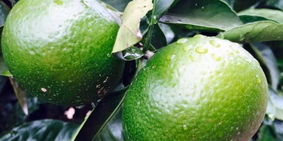 みかんの日焼け予防