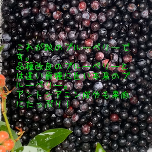 秋のとてもプレミアムなブルーベリーです。