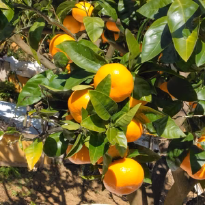 がんもちゃん専用　青島みかん　小玉サイズ　約4.0㎏