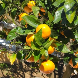 果物の#みかん・柑橘の商品一覧(15ページ目)｜ポケットマルシェ