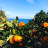 【熱海産♨️農薬不使用】青島温州みかん