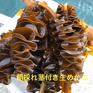 【急速冷凍】生冷凍茎付き生めかぶ　（kg/4〜7本）