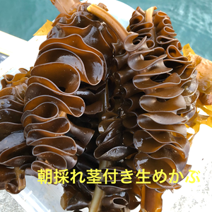 【急速冷凍】生冷凍茎付き生めかぶ　（kg/4〜7本）