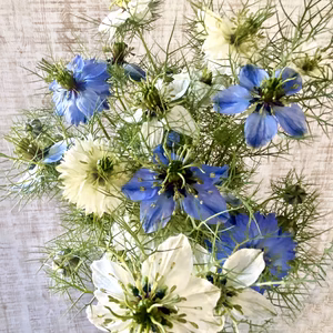 【20本】〜ニゲラ〜　初夏から夏が旬の可憐で涼しげなお花をお届けします！