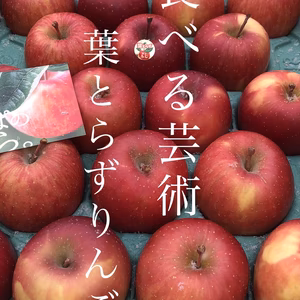 園主一押し！“葉とらずサンふじ”　贈答用　農家直送青森りんご