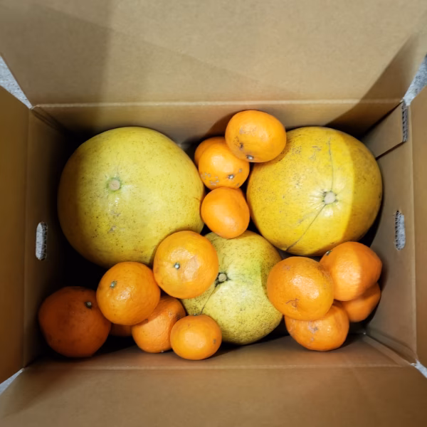 画像の現物　激レア　チャンドラポメロとカラマンダリン