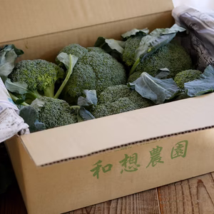  【単発】ワソッコリー　クール配送【神風】