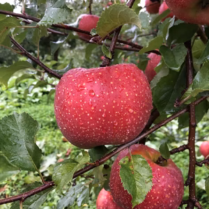 果肉が褐変しない『千雪』