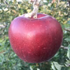 【お試し】【クッキングアップルの定番！】完熟　紅玉/ジョナサン