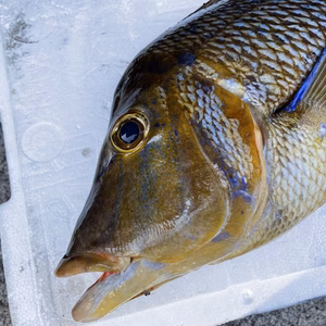 【魚突き】動画あり　傷ありハマフエフキ3.2kg 鱗、下処理済