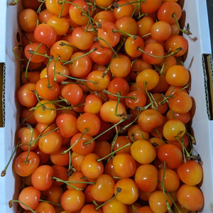 さくらんぼ紅秀峰家庭用1kg