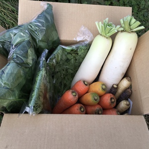 いわき農園の秋野菜セット