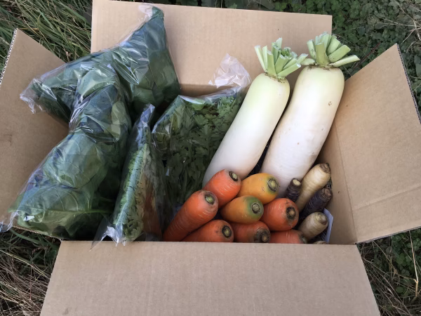 いわき農園の秋野菜セット