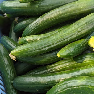 愛媛県産露地きゅうり！