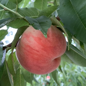 【常温便】太陽の日差しをたっぷり浴びた桃『あかつき』３Kg箱入り