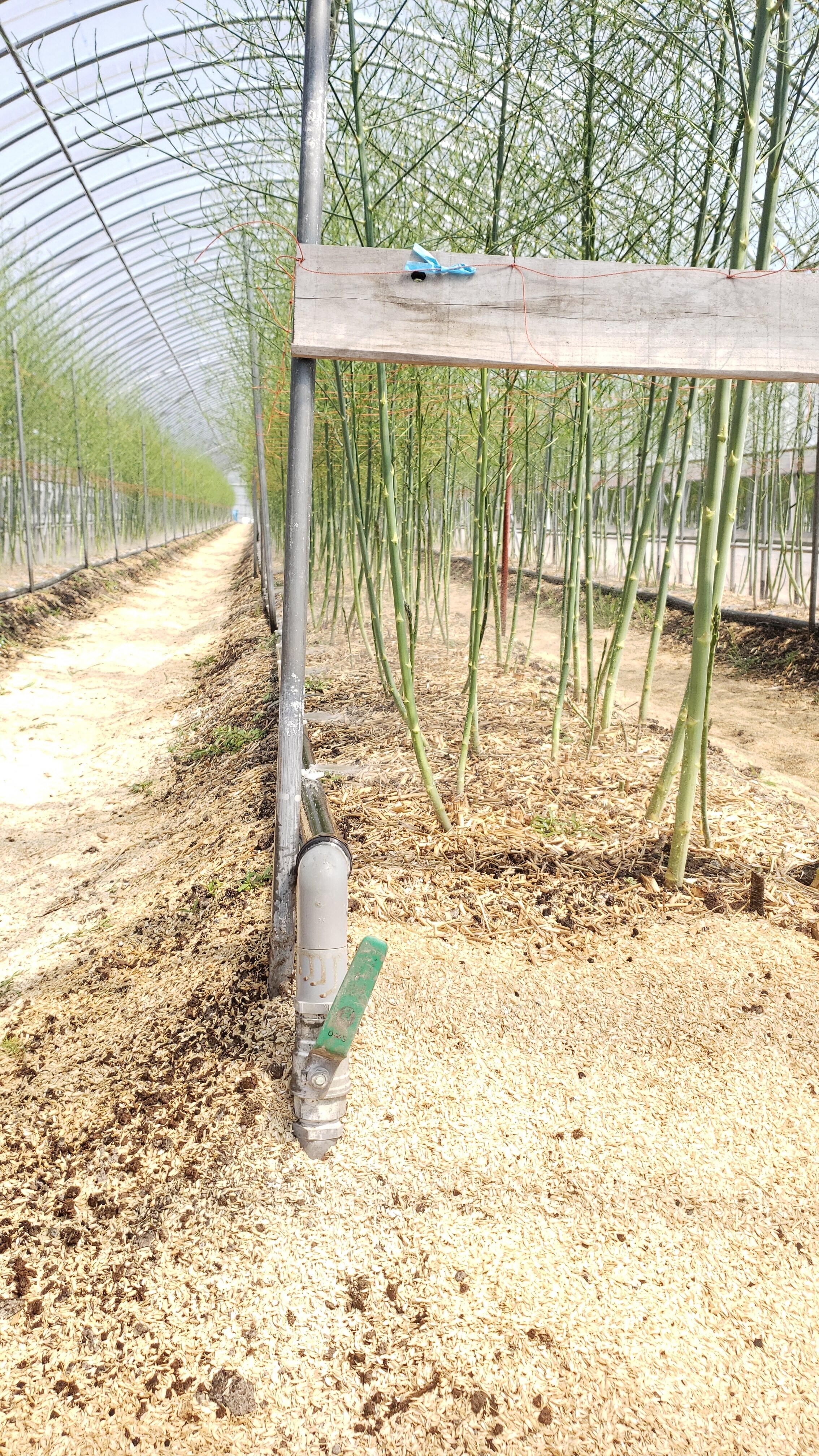 佐賀県杵島郡白石町｜ひがじま農園｜東島直哉さんの生産者プロフィール
