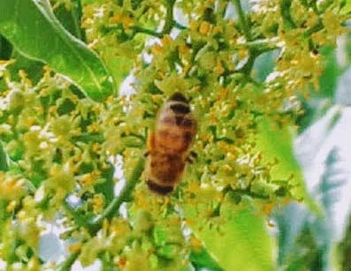 採れたよ♪贅沢三昧の蜂蜜/みかん·百花·はぜ(500g各1本)和歌山·村上養蜂 