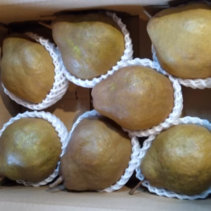 洋梨シルバーベル6L7玉入り