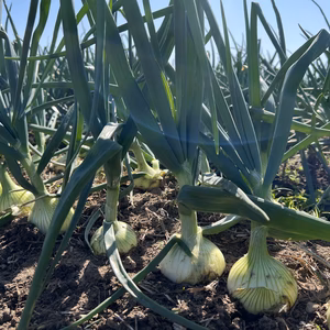 《特別栽培》生で食べてもめちゃ甘い！淡路島の新玉ねぎ3㎏