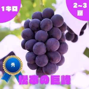 ◯9月上旬販売開始◯【秀】巨峰・1.0kg・2~3房