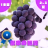 ◯9月上旬販売開始◯【秀】巨峰・1.0kg・2~3房