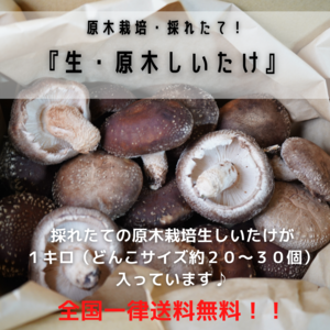 有機JAS認証【原木栽培】生しいたけ／1kg