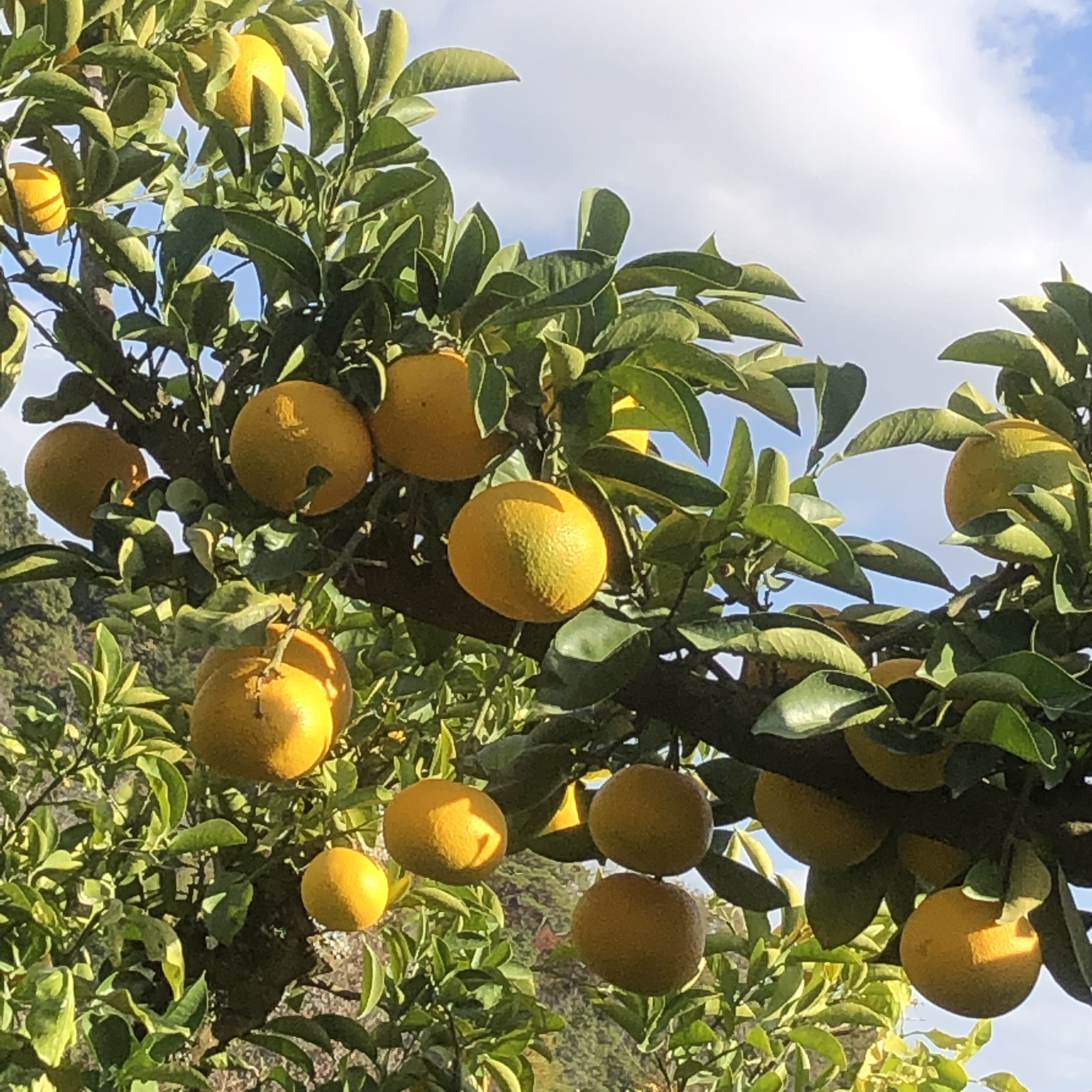 和歌山県紀の川市産 八朔訳あり小玉6㎏ 果物 - 果物