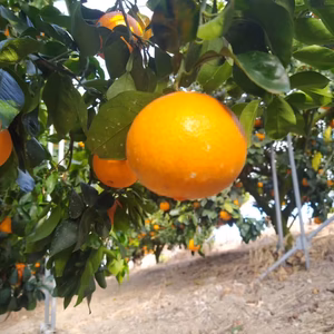 【12月上旬発送】訳あり品：愛果28号（紅まどんなと同品種）