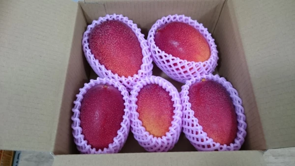 美味しい鹿児島県産完熟マンゴー