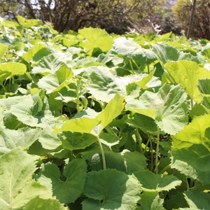 ☆期間限定‼️天然物☆ふき  送料込‼️