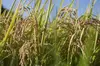 <レターパ>令和元年新米！白米！自然薯農家の米(ヒノヒカリ）熊本県有数の米の産地