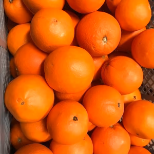 蔵出しネーブルオレンジ（約３．５㎏）春の置き土産