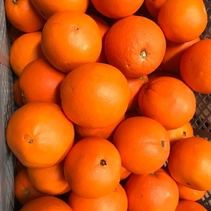 蔵出しネーブルオレンジ（約３．５㎏）春の置き土産