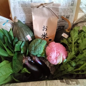 お米と新鮮野菜セットA（米2kg、５種類以上）