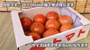 ガスパチョにどうぞ！大玉桃太郎トマト