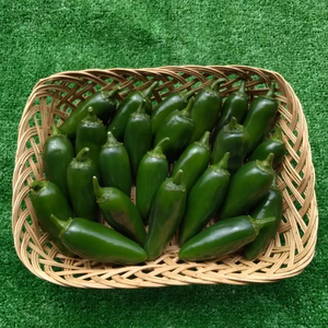 爽やかな旨辛さ！産地直送村山ハラペーニョ(品種サルサデウマイ)！