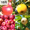【信州 夢のワクワク便♪】　園主一押し旬の果物BOX♪