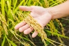 もち米1㎏2袋　特別栽培米ヒメノモチ