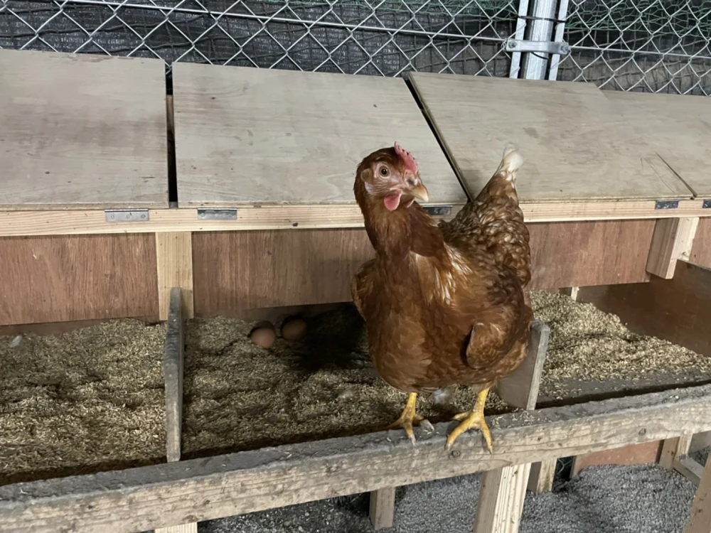 【食べ比べ】のびのび平飼い　烏骨鶏と赤鶏のたまごセット