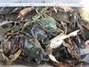 冷凍出荷！食用イシガニ 石蟹４k～8kg 4kgで約40杯 冷凍蟹